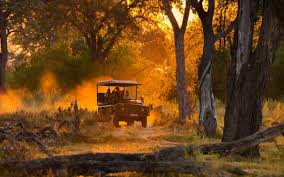 Escape to the Wild: Unforgettable Safari Tours in Africa