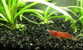 The Safety of Keeping Shrimp in a 500-Gallon Aquarium