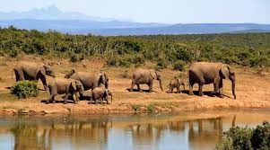 African Safari Revealed: Cultural and Wildlife Experiences