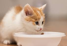 Optimal Nutrition for Growing Pets: The Best Food for Kittens and Puppies