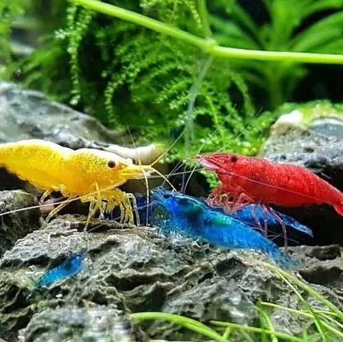Exploring the Wonders of Aquarium Shrimp: A Dive into the Most Famous Shrimp Shops