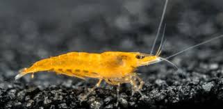 Exploring the Best Types of Aquarium Shrimp: A Guide for Enthusiasts
