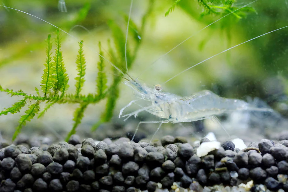 Mastering The Art Of Shrimp Keeping: A Comprehensive Guide To Aquarium Setup And Maintenance
