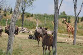 Into the Heart of Africa: Safari Discoveries