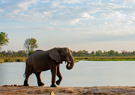 Whispers of the Savannah: Safari Whimsies