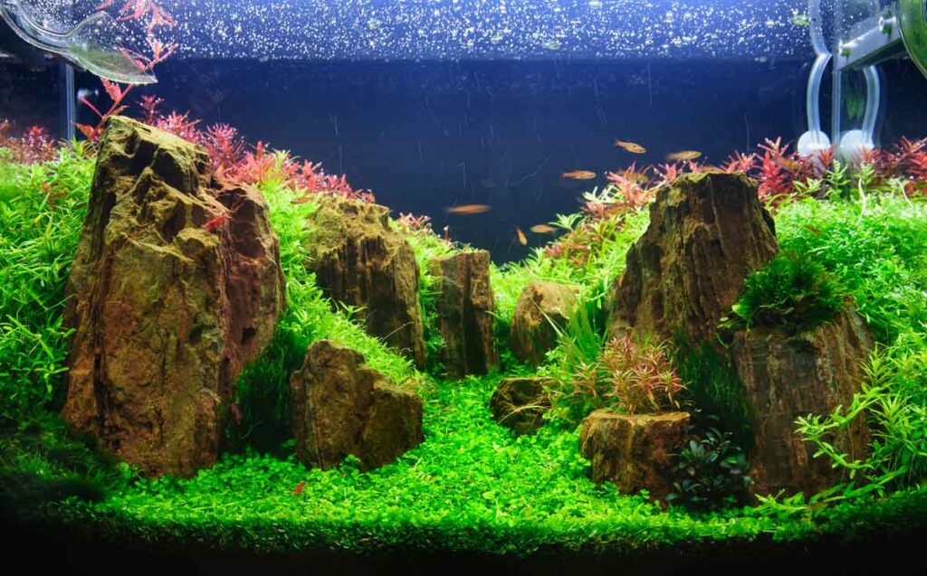 The Ultimate Guide to Aquarium Plants for Freshwater Tanks