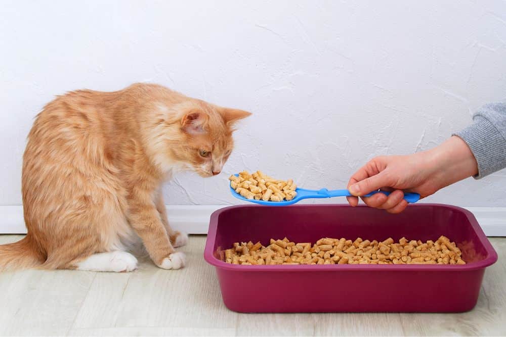 The Ultimate Guide to Choosing the Best Cat Food