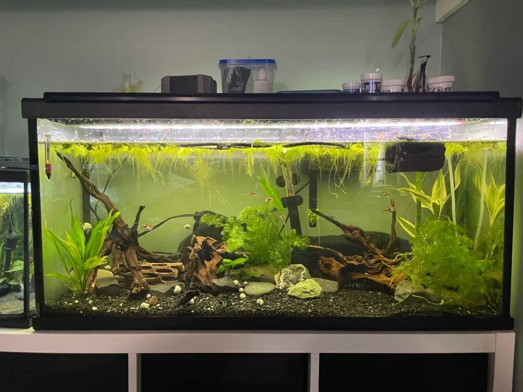Innovative Aquarium Supplies to Enhance Your Freshwater Tank Experience