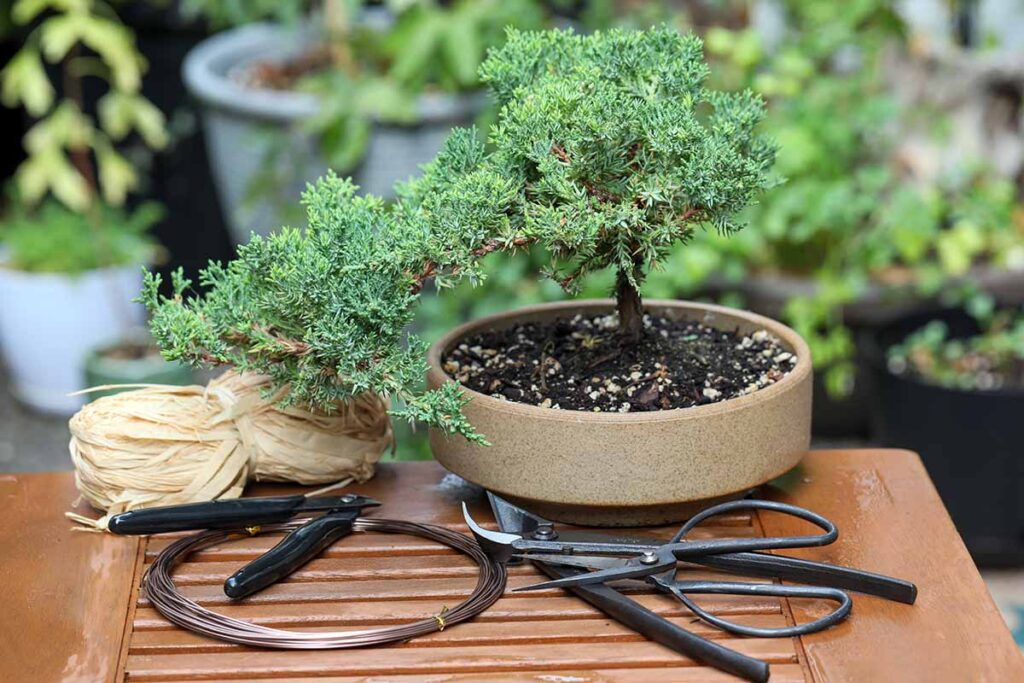 Your-First-Bonsai-Feature